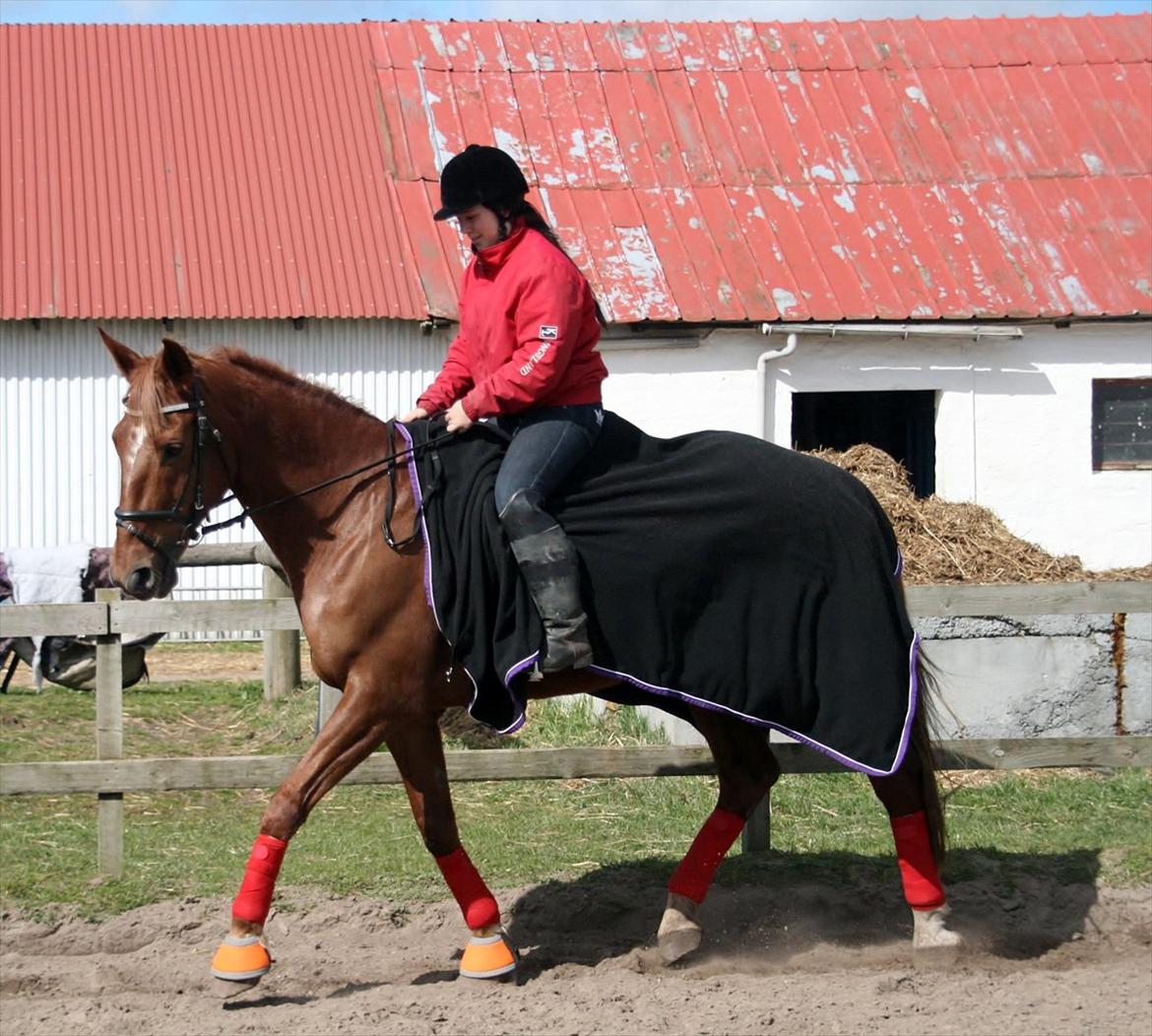 Anden særlig race Irish'girl ~ grisen billede 4