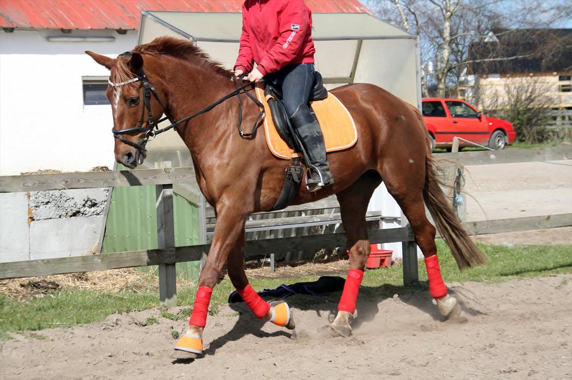 Anden særlig race Irish'girl ~ grisen billede 5