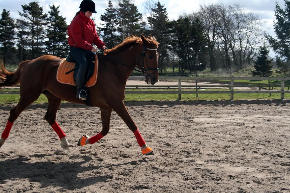 Anden særlig race Irish'girl ~ grisen billede 6