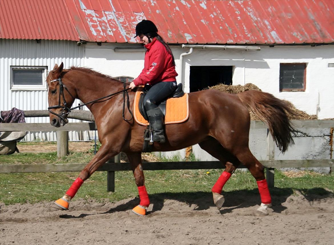 Anden særlig race Irish'girl ~ grisen billede 7