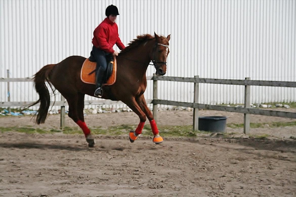 Anden særlig race Irish'girl ~ grisen billede 8