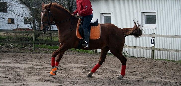 Anden særlig race Irish'girl ~ grisen billede 9