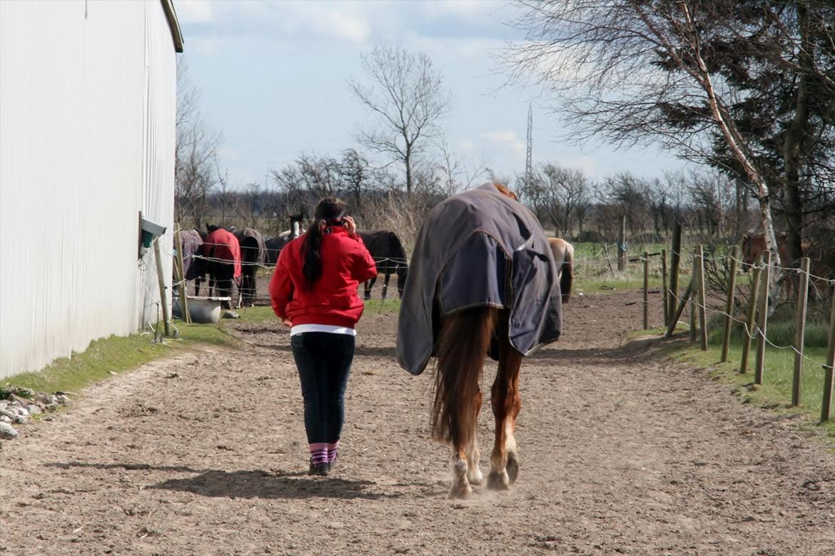 Anden særlig race Irish'girl ~ grisen - Når enden er god, er alting godt ;) billede 15