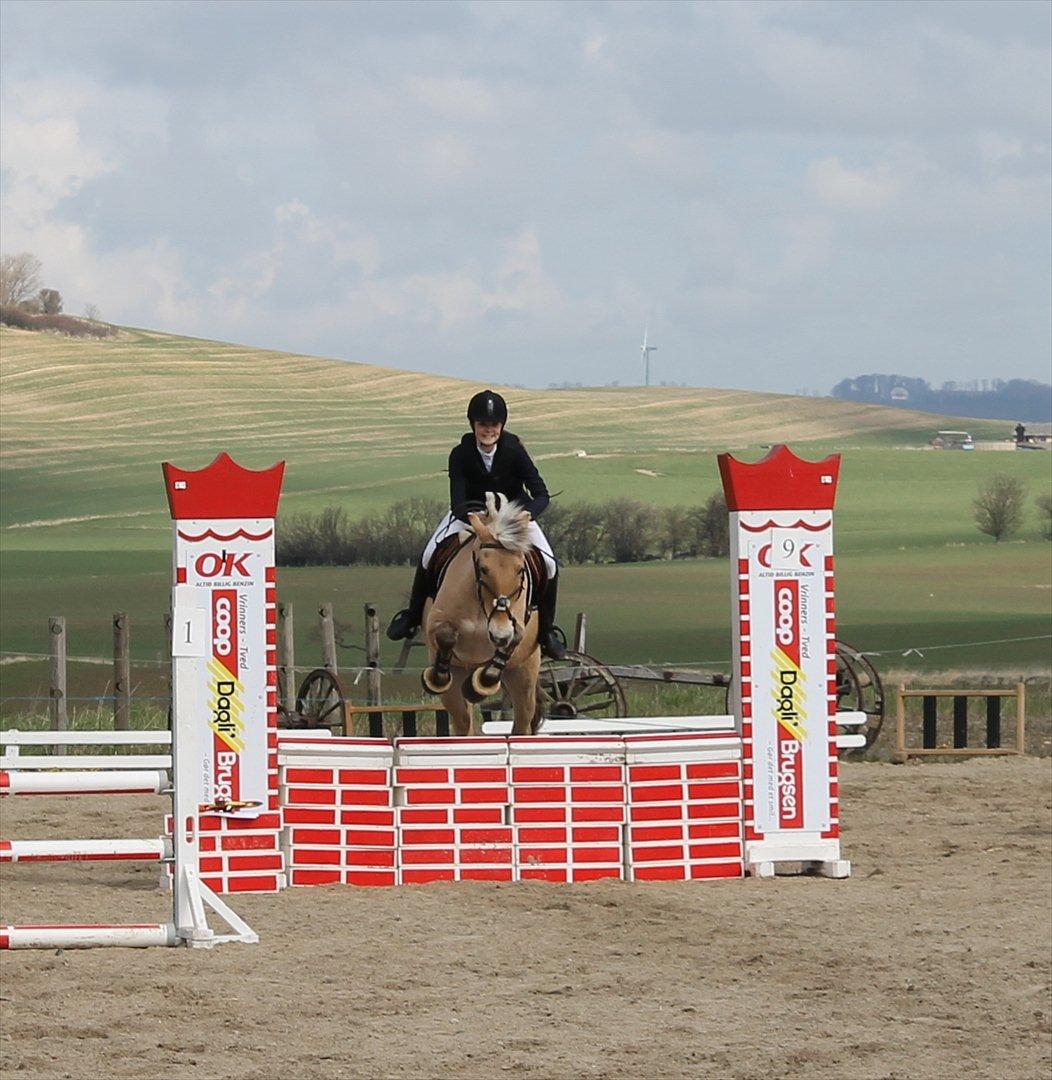 Fjordhest Emir Stanstorp (SOLGT) - LC i SDS!!<3
-Foto: Pernilla billede 4