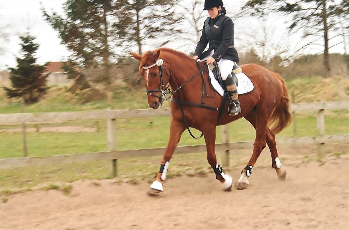 Anden særlig race Irish'girl ~ grisen billede 10