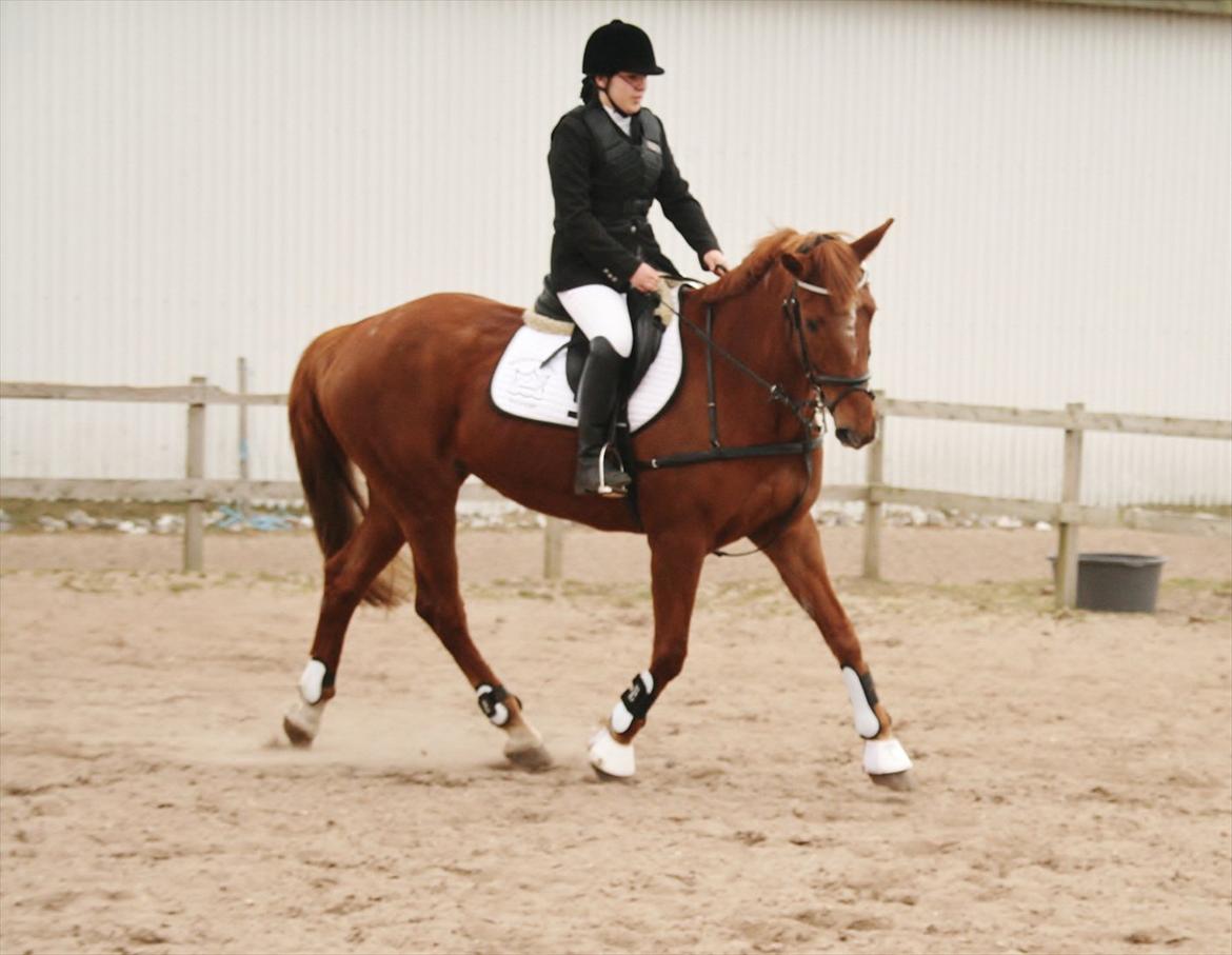 Anden særlig race Irish'girl ~ grisen billede 11