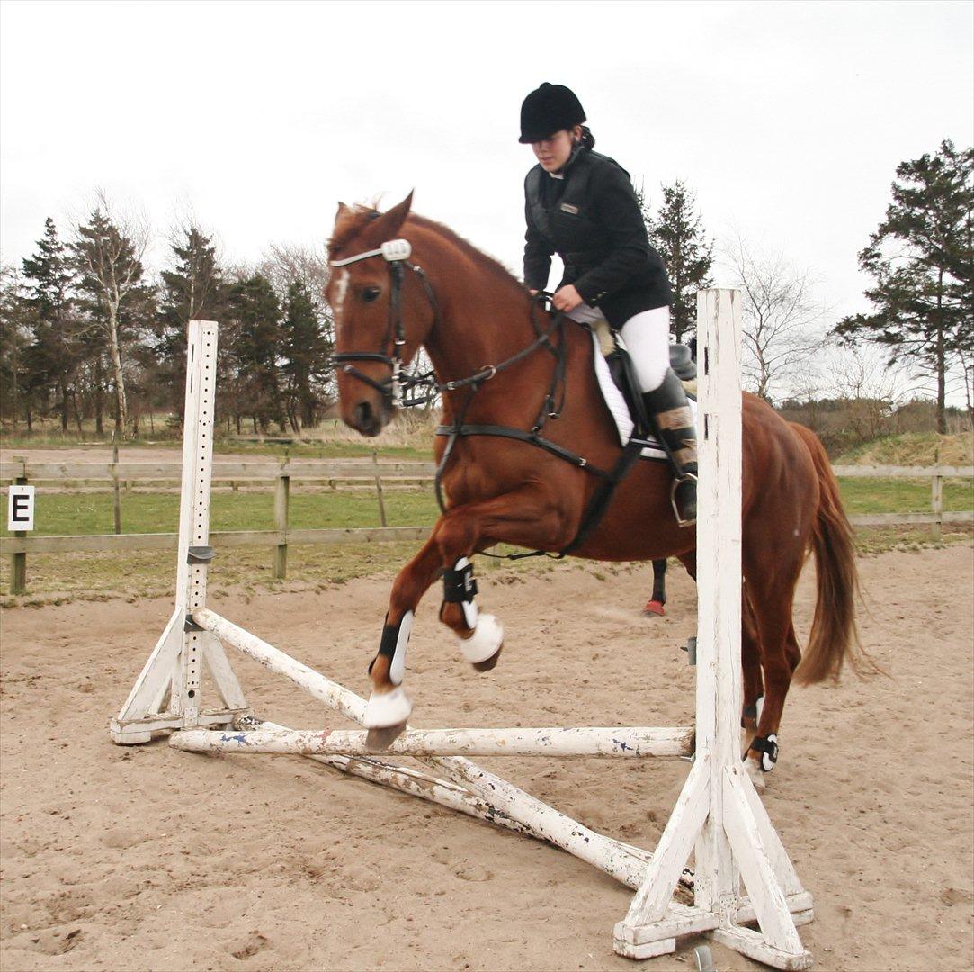 Anden særlig race Irish'girl ~ grisen billede 12