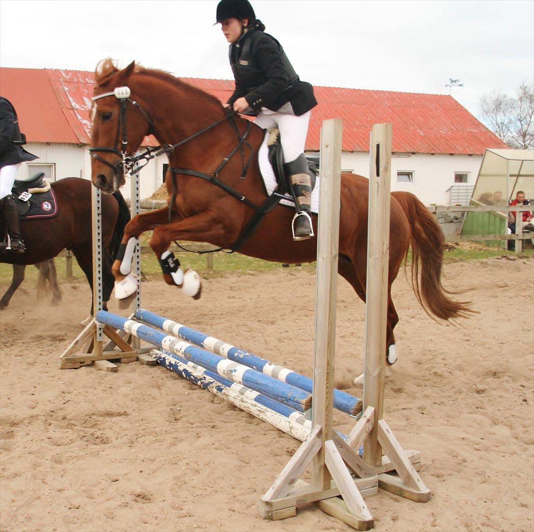 Anden særlig race Irish'girl ~ grisen billede 13