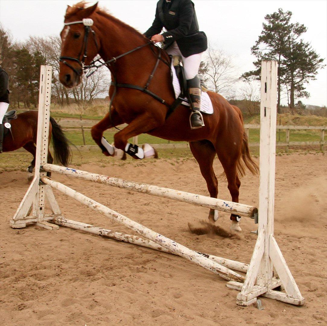 Anden særlig race Irish'girl ~ grisen billede 14