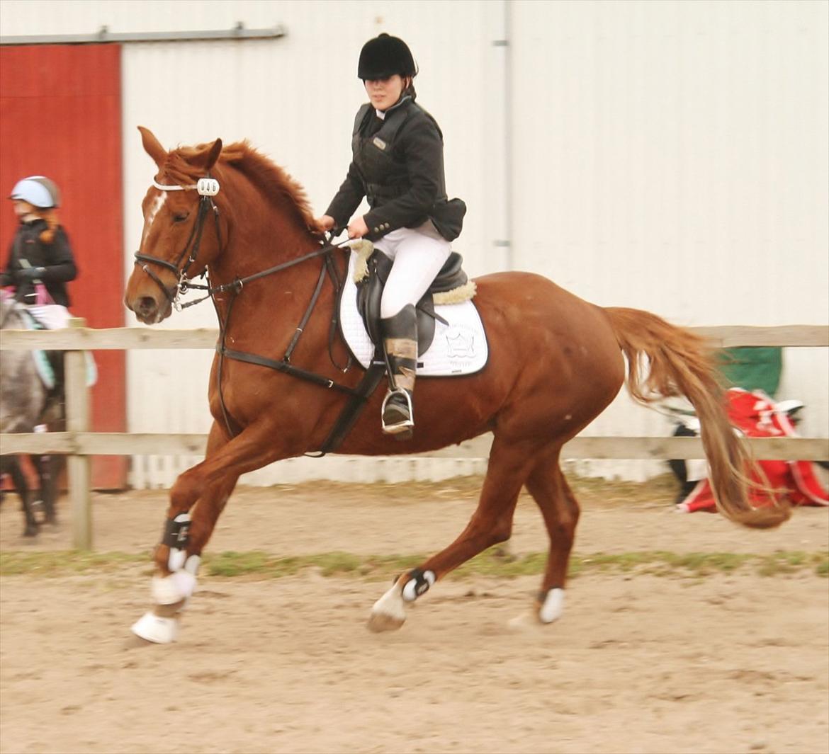 Anden særlig race Irish'girl ~ grisen billede 1