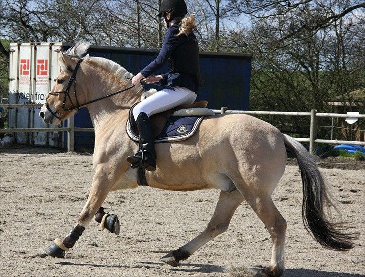 Fjordhest Emir Stanstorp (SOLGT) - LB2**
Foto: Andrea Taul billede 5