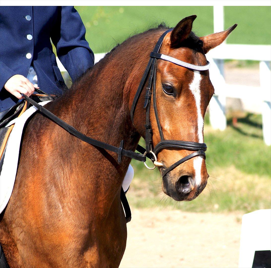 DSP Røgild`s Bastian solgt - skønne og smukke pony, efter et velykket program  billede 2