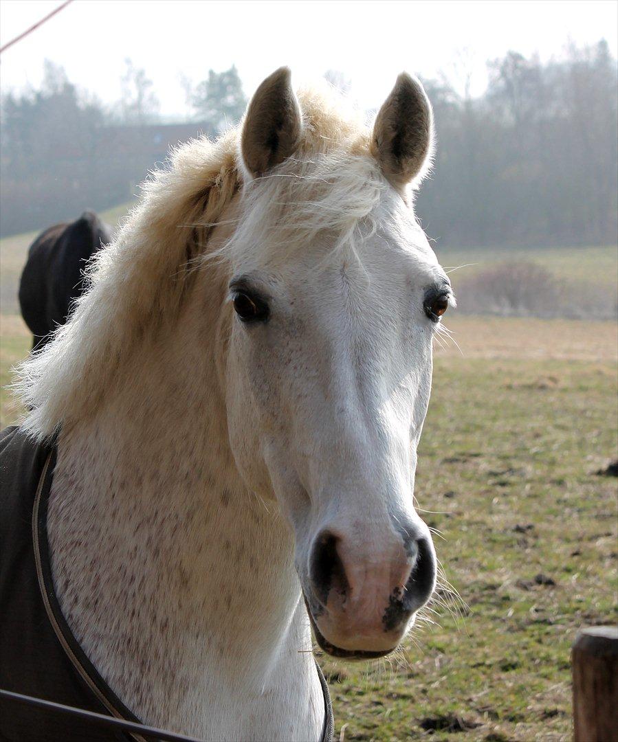 New Forest Shipper - Prinsesse <3 billede 1