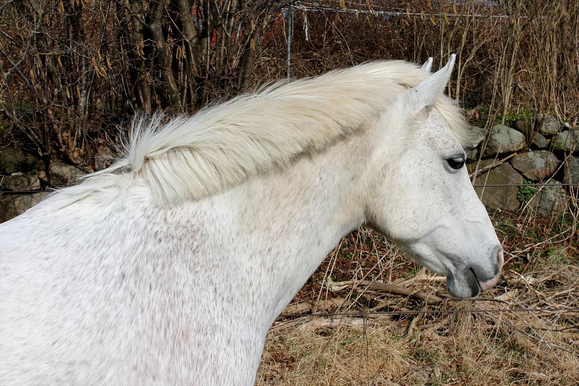 New Forest Shipper billede 3