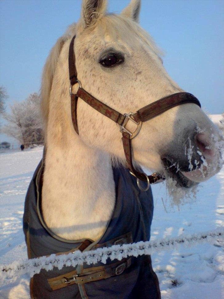 New Forest Shipper - Snehvide :D billede 5