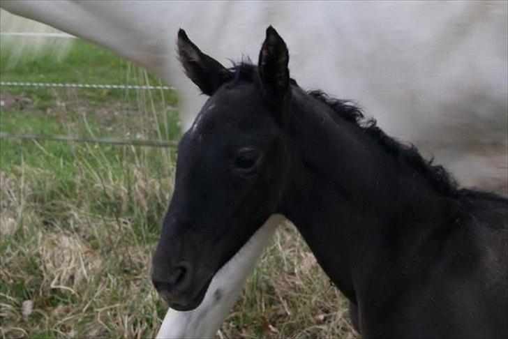 Pura Raza Española Diver Milagro billede 10