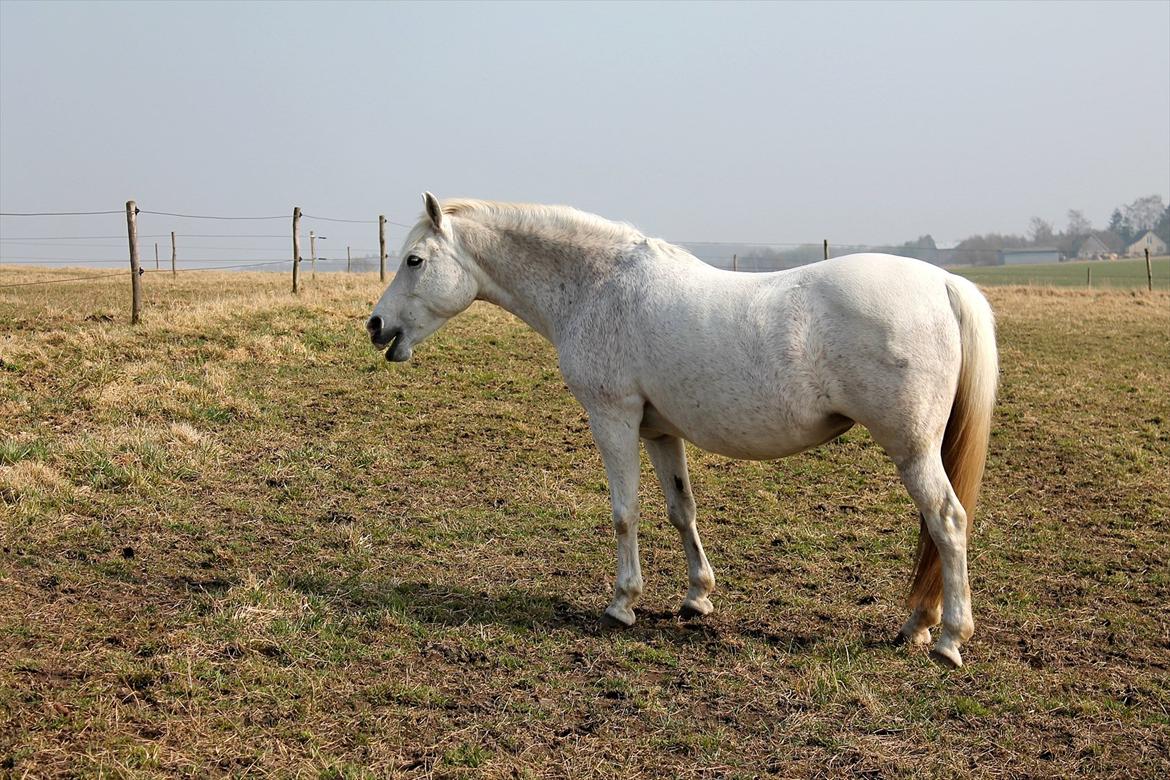 New Forest Shipper - Ehm, whats goin' on Shipper? billede 20