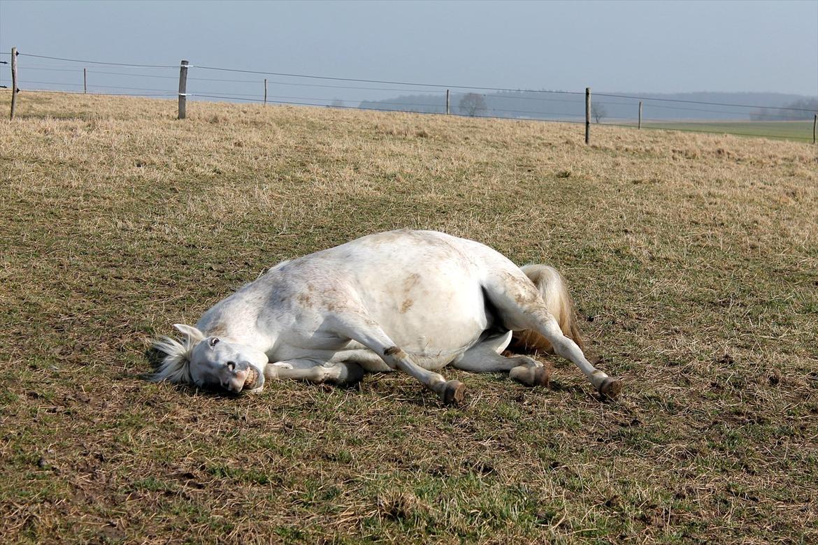 New Forest Shipper - Shippers mindre kønne sider.. Jep.. crazy horse! billede 8