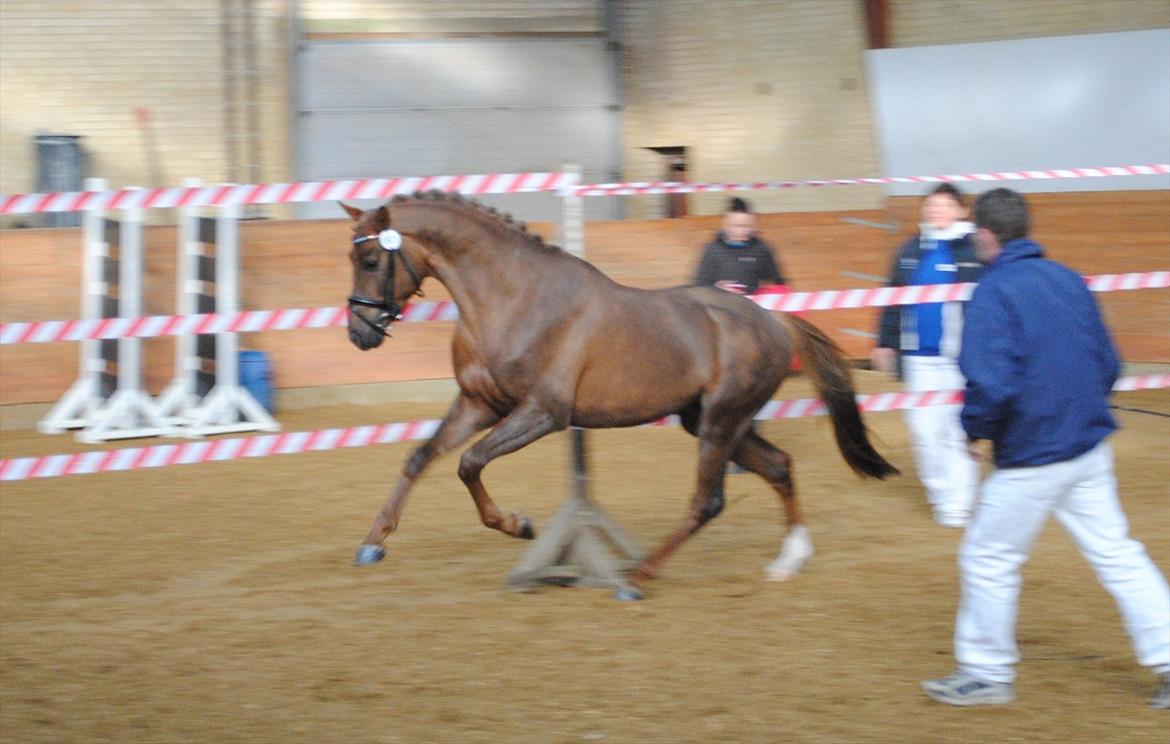 Welsh Partbred (Sec F) Rawa´s Mojito WHF 26 - DSP hingstekåring Marts 2012 billede 1