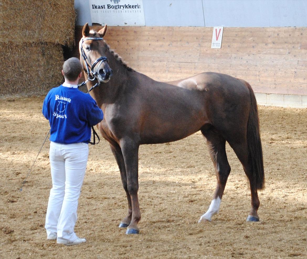 Welsh Partbred (Sec F) Rawa´s Mojito WHF 26 - Oprangering til hingstekåring - nr. 3 billede 5