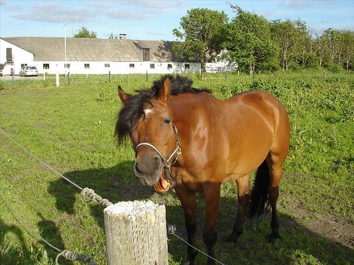 Welsh Partbred (Sec F) Got2bee billede 7