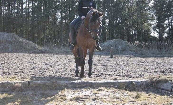 Welsh Partbred (Sec F) Got2bee billede 8