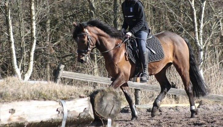 Welsh Partbred (Sec F) Got2bee billede 9