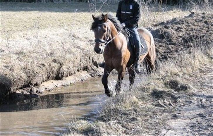 Welsh Partbred (Sec F) Got2bee billede 10