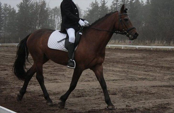 Welsh Partbred (Sec F) Got2bee billede 11
