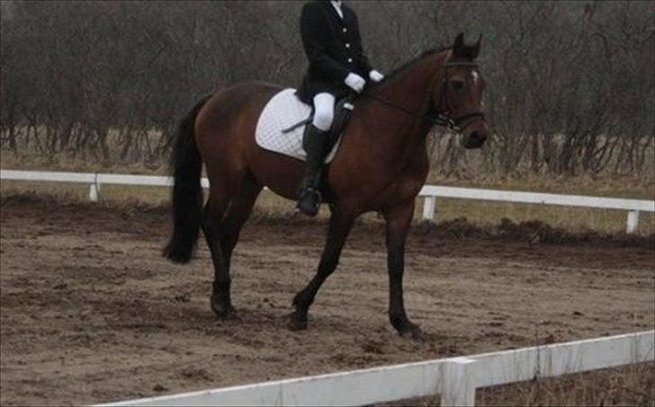 Welsh Partbred (Sec F) Got2bee billede 12