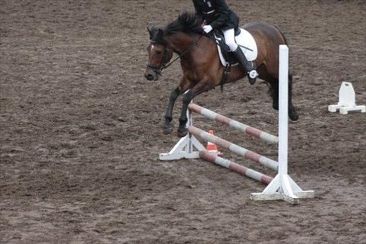 Welsh Partbred (Sec F) Got2bee billede 13