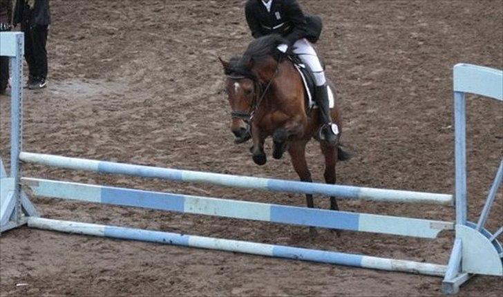 Welsh Partbred (Sec F) Got2bee billede 14