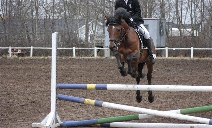 Welsh Partbred (Sec F) Got2bee billede 15