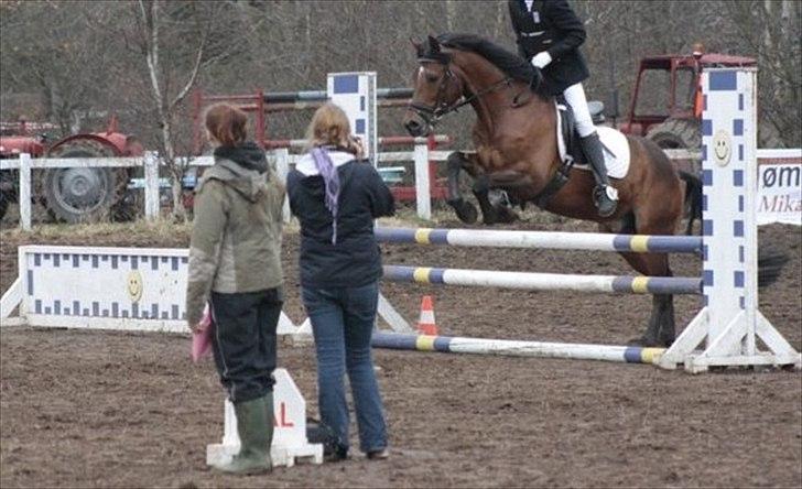 Welsh Partbred (Sec F) Got2bee billede 16