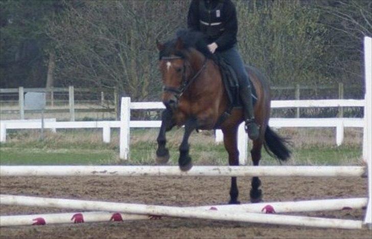 Welsh Partbred (Sec F) Got2bee billede 17