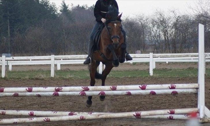 Welsh Partbred (Sec F) Got2bee billede 18