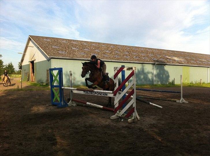 Welsh Partbred (Sec F) Got2bee billede 19