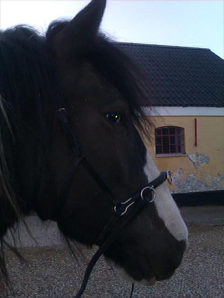 Irish Cob Crossbreed Sambuca G **BROVANG** R.I.P - En af vores hyggelige trænings dage <3 SAVNER dig klodsede ko <3 billede 8
