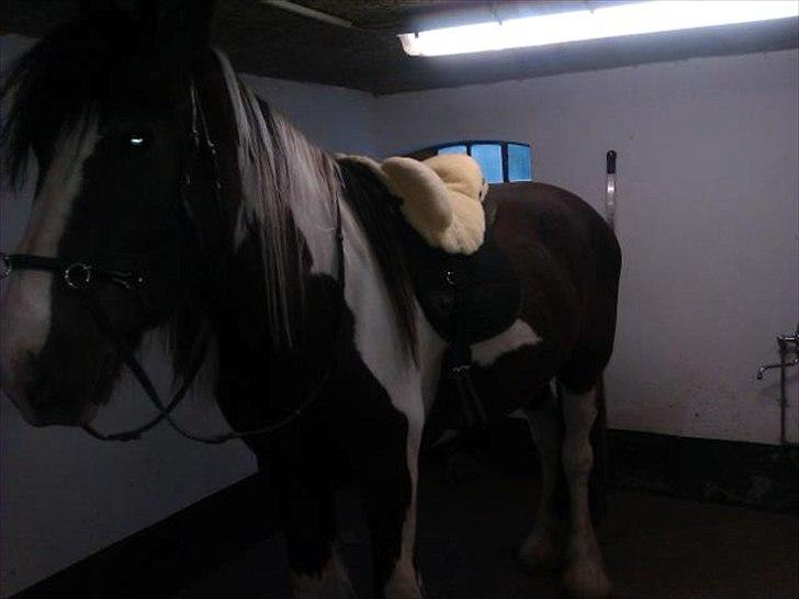 Irish Cob Crossbreed Sambuca G **BROVANG** R.I.P - Ko du en enere :D såååå sød :D billede 9