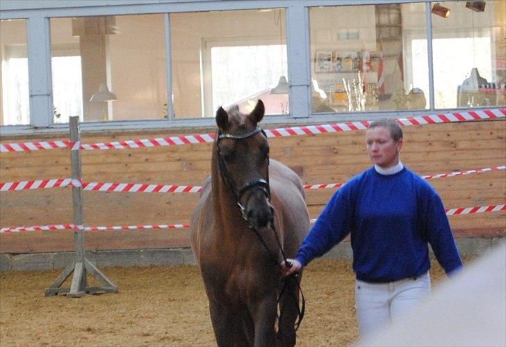 Welsh Partbred (Sec F) Rawa´s Mojito WHF 26 - trekantsbane - mønstring i trav billede 6