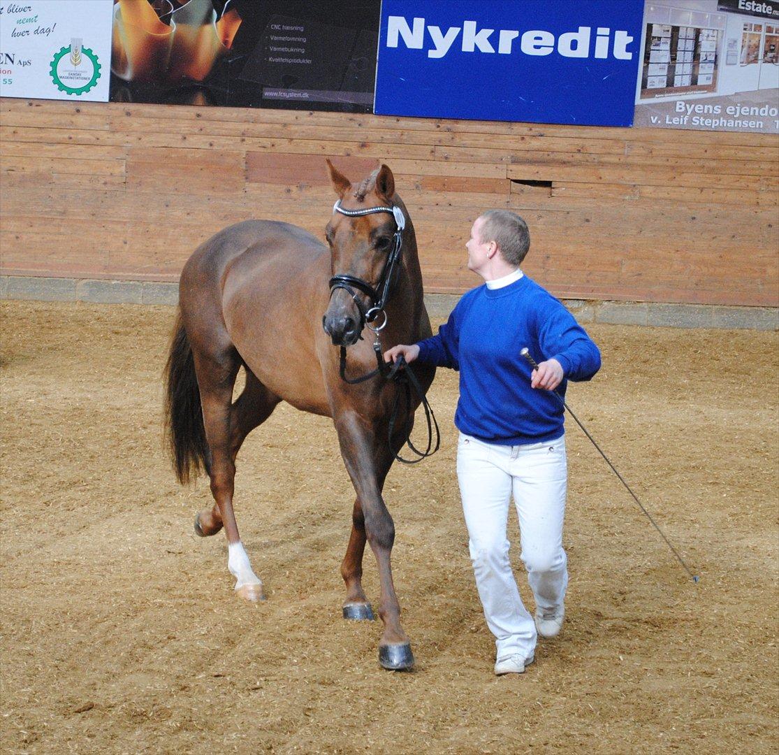 Welsh Partbred (Sec F) Rawa´s Mojito WHF 26 billede 7