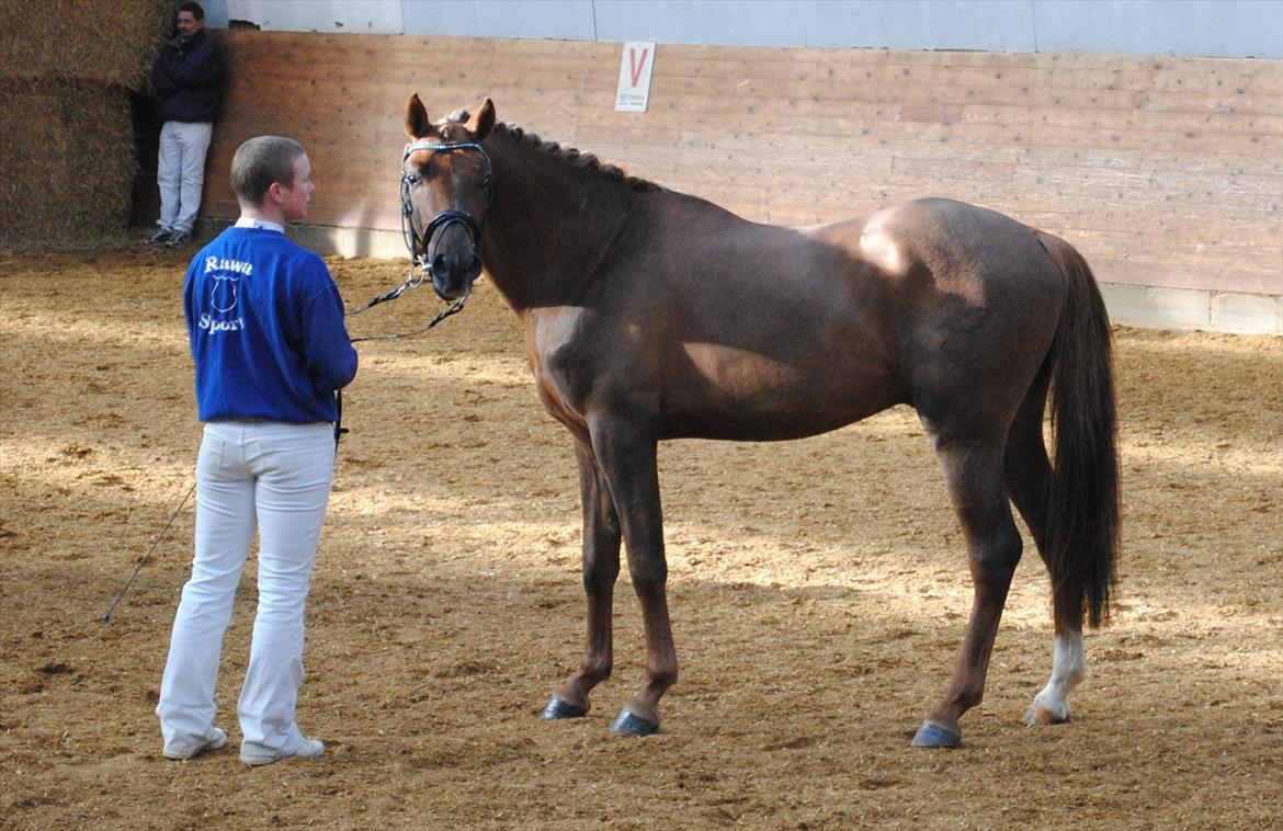 Welsh Partbred (Sec F) Rawa´s Mojito WHF 26 - Venter på de sidste karakterer :) billede 8