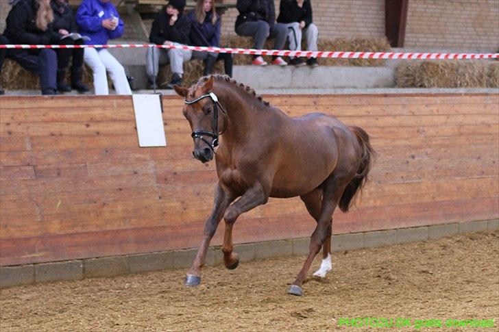 Welsh Partbred (Sec F) Rawa´s Mojito WHF 26 - Galop 8,5 billede 10