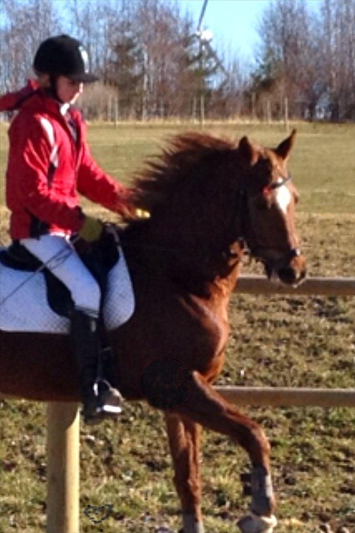 Hollandsk Sportspony Simone - simone i galop(: billede 8