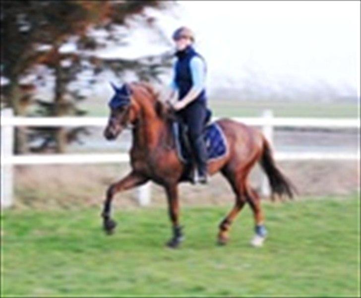 Welsh Partbred (Sec F) Rawa´s Mojito WHF 26 - Lidt trav ! billede 11