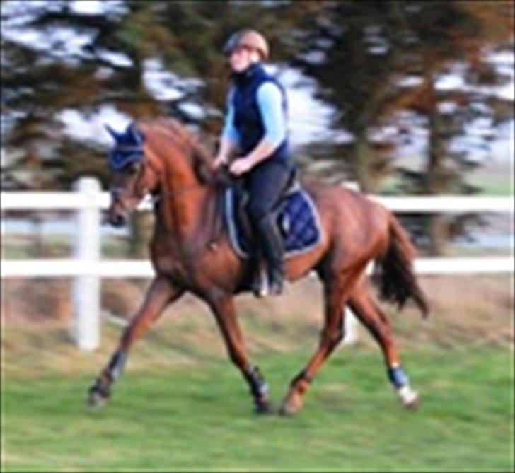 Welsh Partbred (Sec F) Rawa´s Mojito WHF 26 - Første gang udenfor med rytter . billede 12