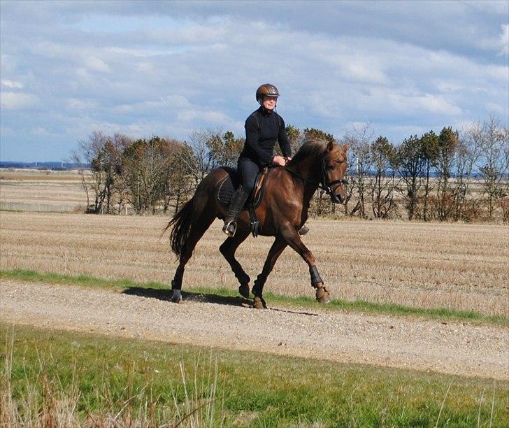 Welsh Partbred (Sec F) Rawa´s Mojito WHF 26 - Lidt frisk arbejde på markvejen. billede 13