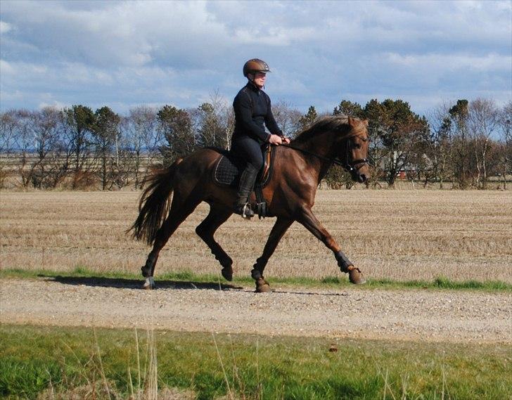 Welsh Partbred (Sec F) Rawa´s Mojito WHF 26 billede 14