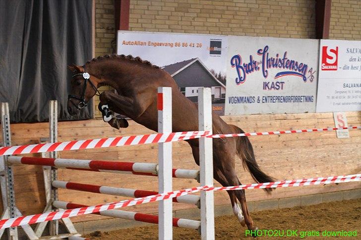 Welsh Partbred (Sec F) Rawa´s Mojito WHF 26 - Spring 8,5 i teknik samt 8,5 i kapacitet billede 16