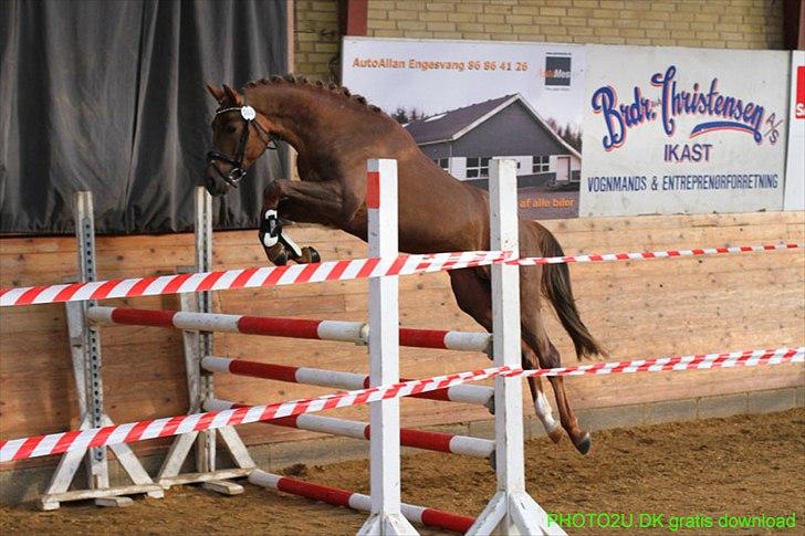 Welsh Partbred (Sec F) Rawa´s Mojito WHF 26 - Modig hingst som springer velovervejet . billede 18